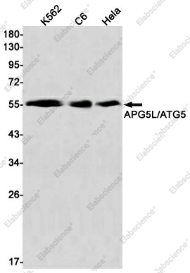 Вестерн-блоттинг, APG5L/ATG5, клетки K562, C6, HeLa