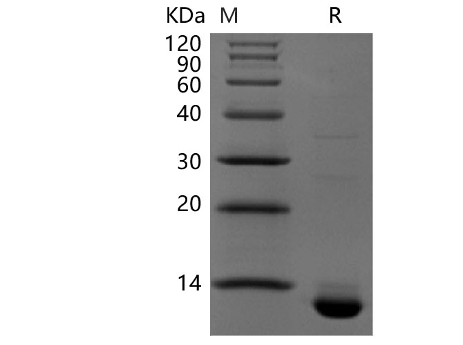 Валидация Elabscience PKSH034071(4291)