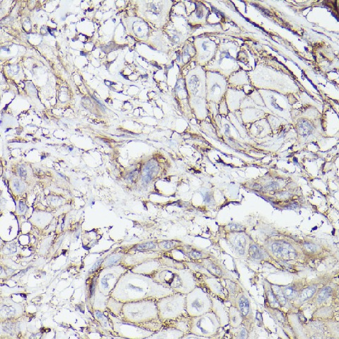 Валидация Elabscience E-AB-90202