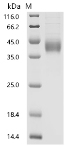 SDS-PAGE