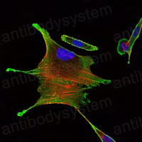 Валидация IF - AntibodySystem RHG66103