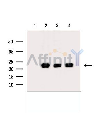 Валидация Affinity DF2700 - 13411