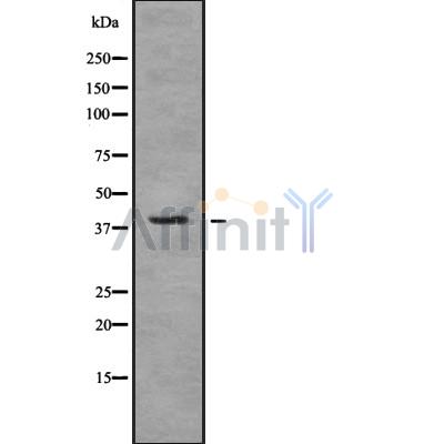 Валидация Affinity DF8046 - 19873