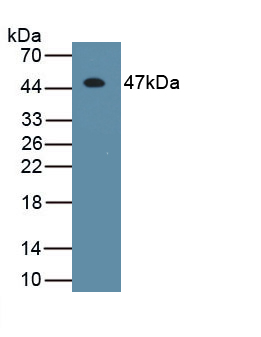 53141