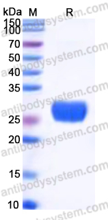 EHK75202, SDS-PAGE