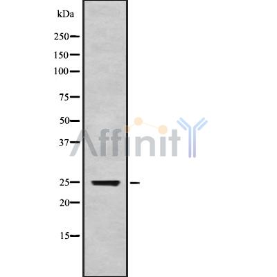 Валидация Affinity DF8974 - 21163