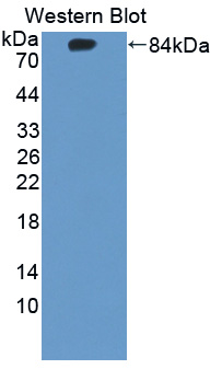 52831