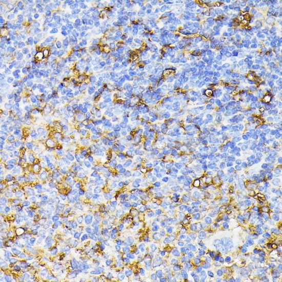 Иммуногистохимия, VEGF Receptor 1, ткань селезенки мыши
