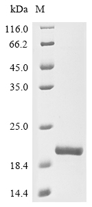 SDS-PAGE