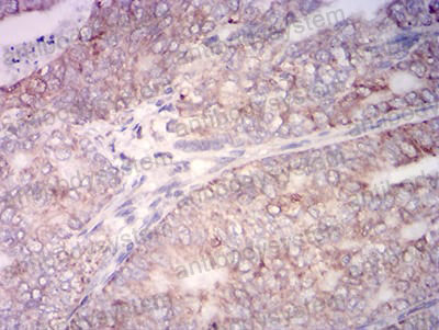 Валидация AntibodySystem RHF80803 (2678)