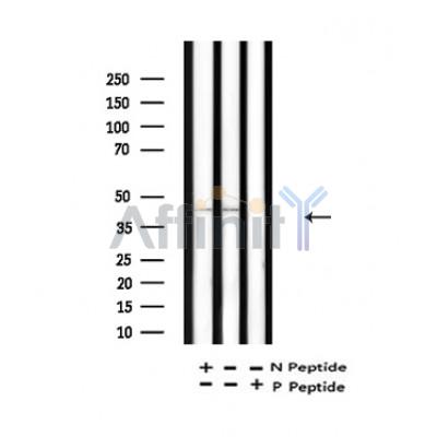 Валидация Affinity AF4364 - 2205