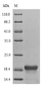 SDS-PAGE