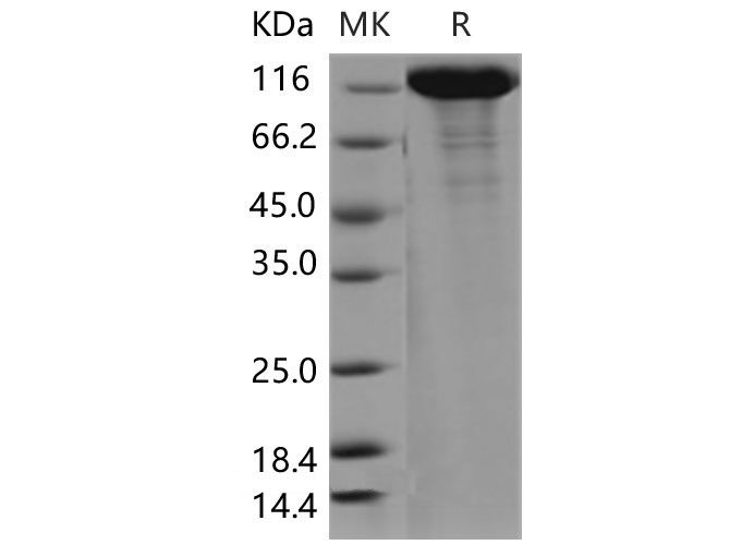Валидация Elabscience PKSM040490(4485)