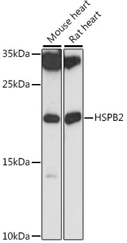 Валидация Elabscience E-AB-91515