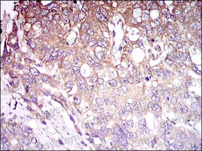Валидация AntibodySystem RHJ63901