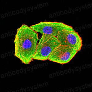 Валидация IF - AntibodySystem RHJ04004