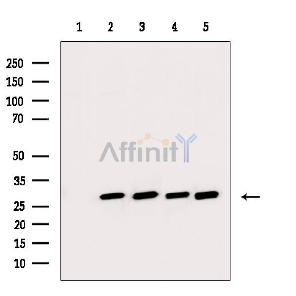 Валидация Affinity DF3494 - 14414