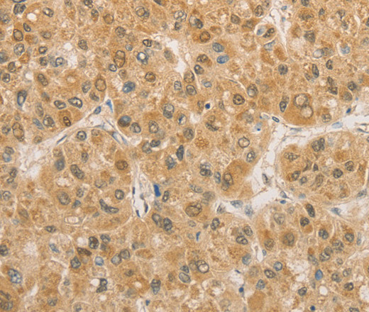 Валидация Elabscience E-AB-10901