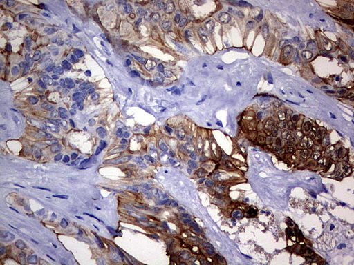 Валидация AssayVector ARM1158(440)