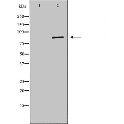 Валидация Affinity DF7265 - 18930