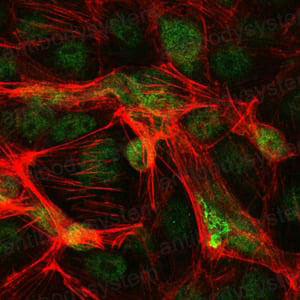 Валидация IF - AntibodySystem RHC16505