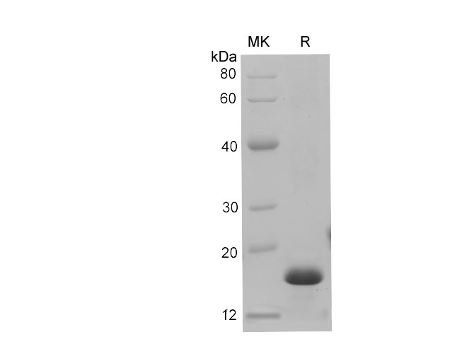 Валидация Elabscience PDEM100228(562)