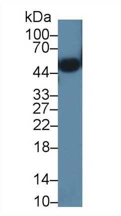 47672