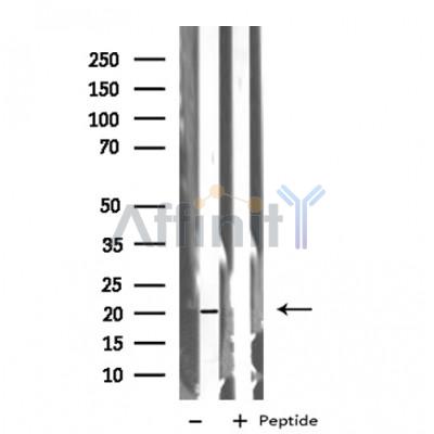 Валидация Affinity DF4336 - 15776