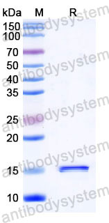 Валидация SDS-PAGE - AntibodySystem RHD32802