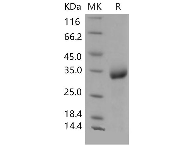 Валидация Elabscience PKSM040538(4528)
