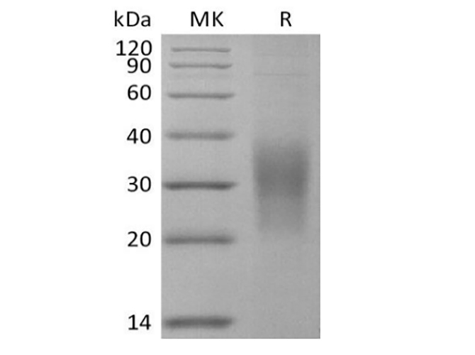 Валидация Elabscience PKSM041413(5288)