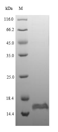 SDS-PAGE