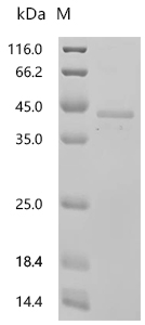 SDS-PAGE