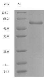 SDS-PAGE