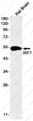 Вестерн-блоттинг, IRF7, лизат мозга крысы