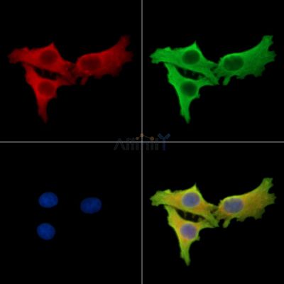 Валидация Affinity DF16036 - 12586