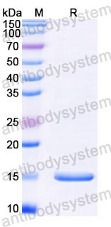 Валидация SDS-PAGE - AntibodySystem RXX00907