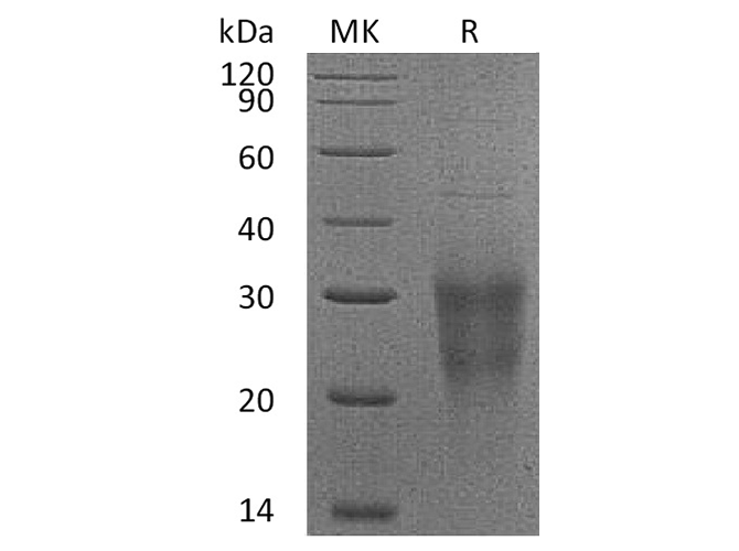 Валидация Elabscience PKSH033409(3734)