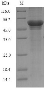 SDS-PAGE