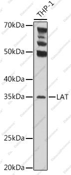 Вестерн-блоттинг, LAT, клетки THP-1