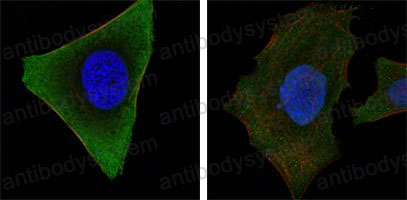 Валидация IF - AntibodySystem RHE91801 (947)