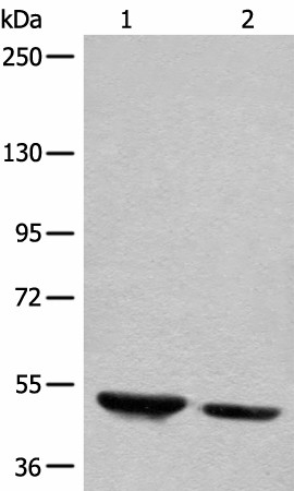 Валидация Elabscience E-AB-18656