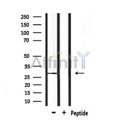 Валидация Affinity DF7154 - 18806