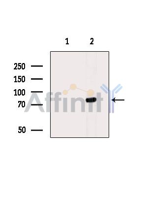 Валидация Affinity DF14426 - 10374