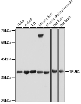 Валидация Elabscience E-AB-92266