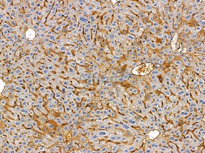 Валидация Affinity DF14671 - 10716