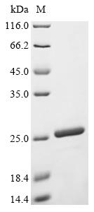 SDS-PAGE