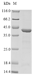 SDS-PAGE