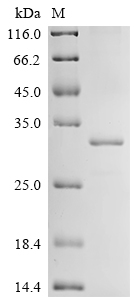 SDS-PAGE
