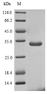SDS-PAGE